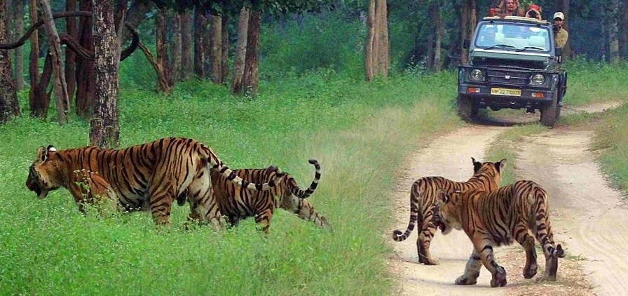 Pench Safari | Pench Tiger Reserve