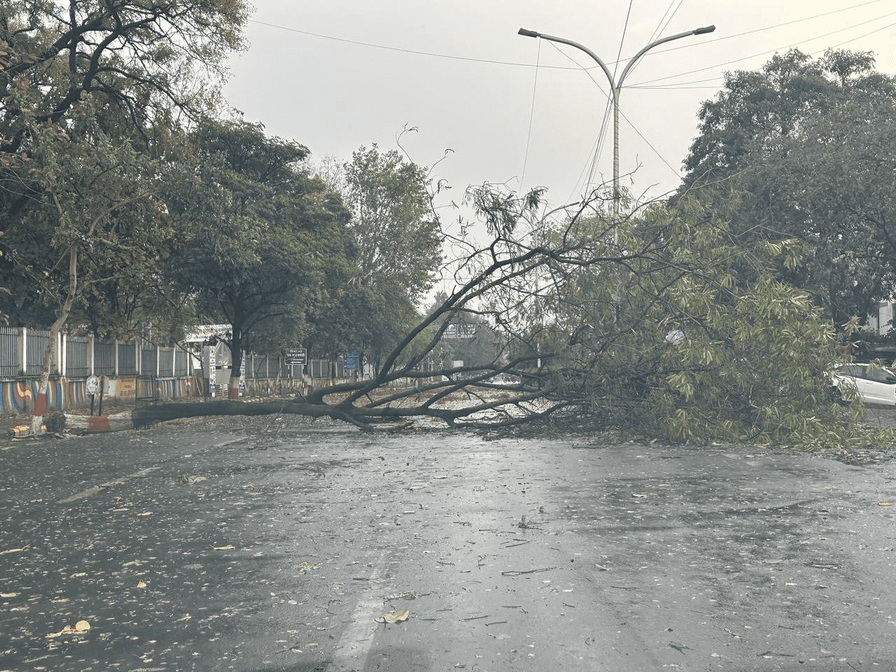 Nagpur rainstorm wreaking havoc, trees fallen, power lines down. | rain |