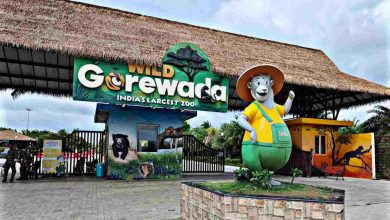 African Safari Gorewada Nagpur: Lions, giraffes, zebras, and more await visitors in this wildlife adventure.