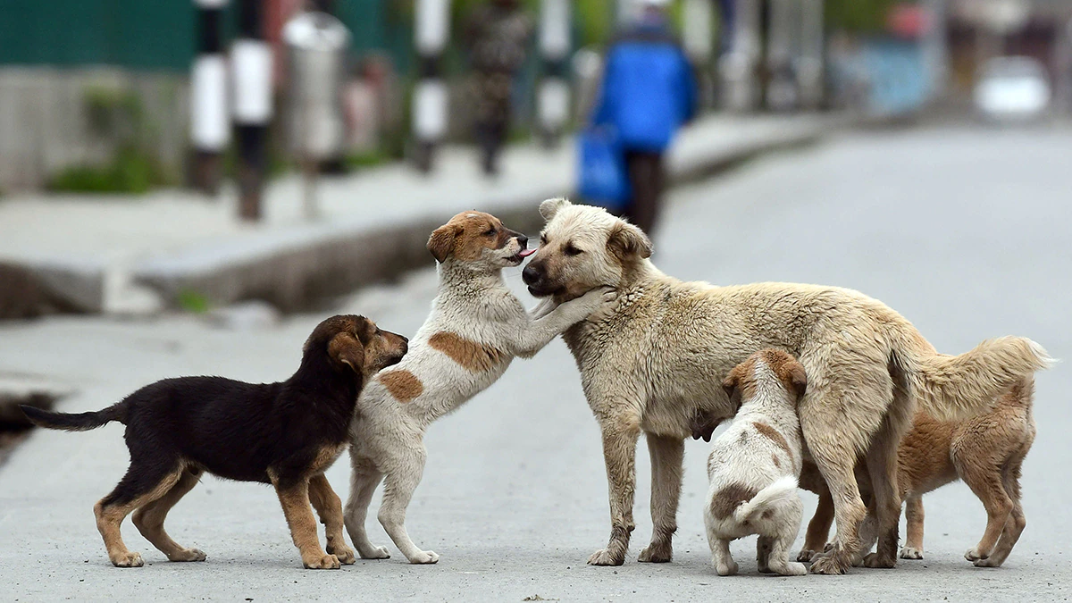 NMC | Nagpur-stray-dogs-accommodation-