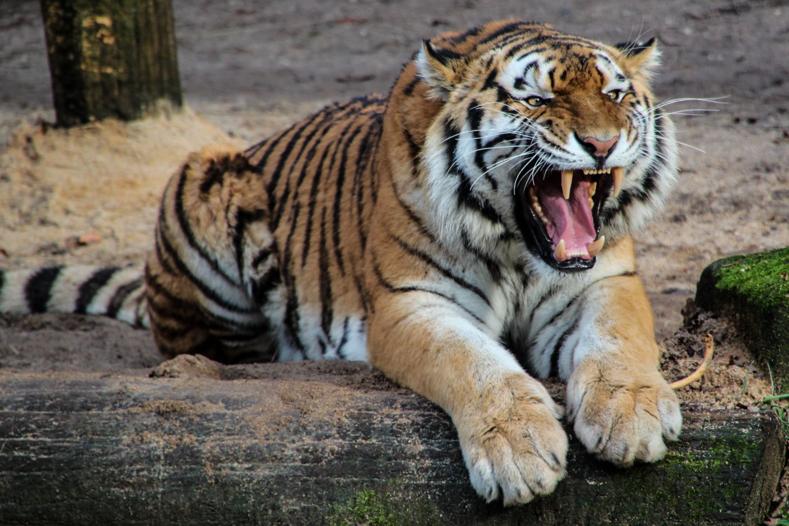 A majestic tiger in its natural habitat, symbolizing the urgent need for conservation efforts. Tiger deaths Maharashtra
