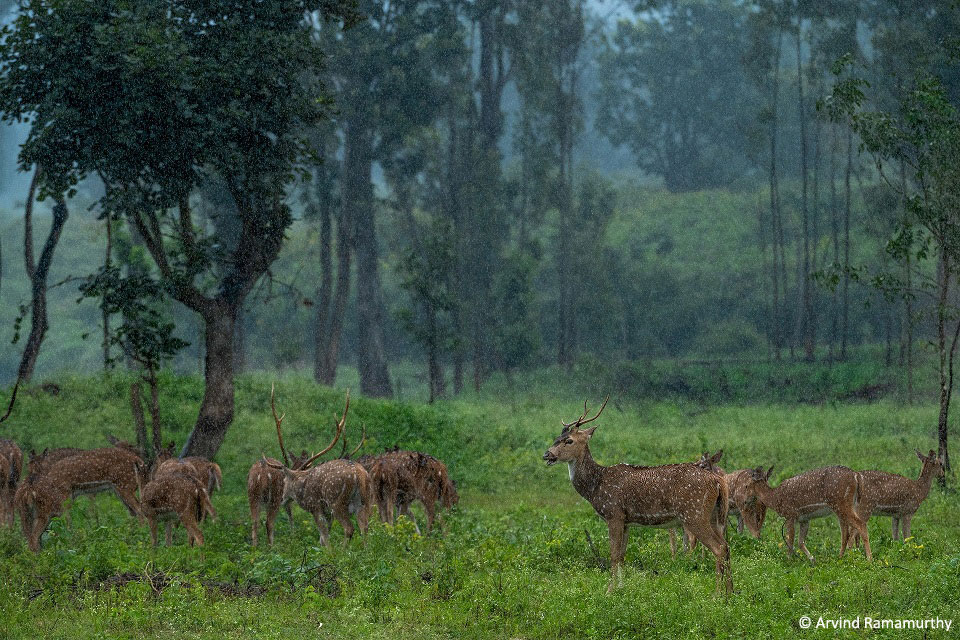 wildlife sanctuary | Pench monsoon safari: Lush green forest during monsoon with a tiger in the background.