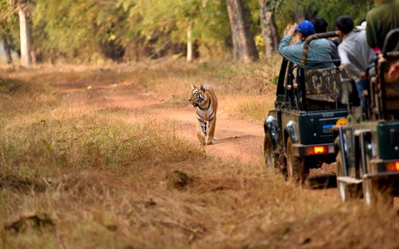 A safari vehicle in Tadoba-Andhari Tiger Reserve with lush forest and a tiger in the background, representing the increased charges and the majestic experience awaiting tourists.