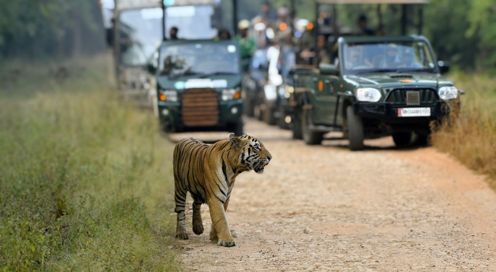 A serene jungle safari scene with tourists observing wildlife without cellphones.