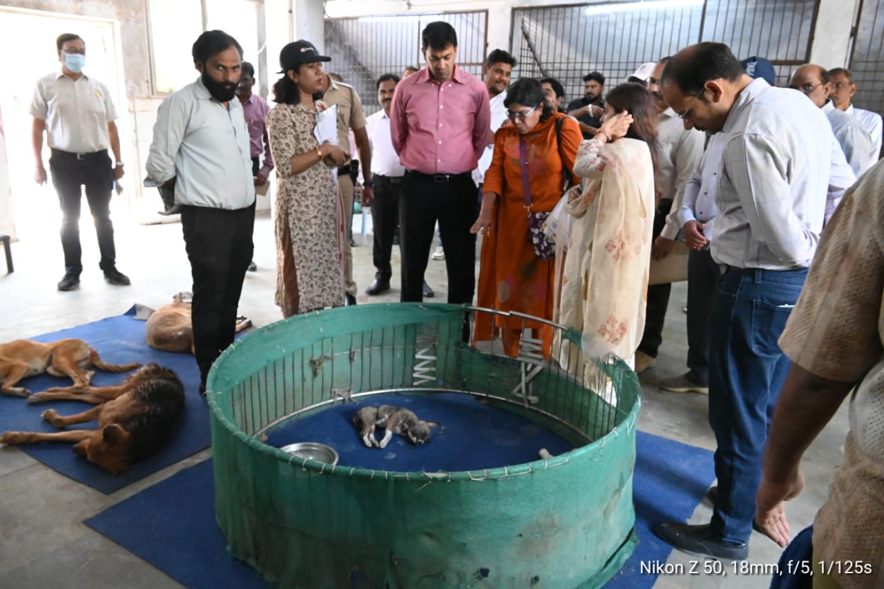 Stray dogs in a newly developed shelter with modern facilities and open play areas. Bhandewadi Animal Shelter Redevelopment
