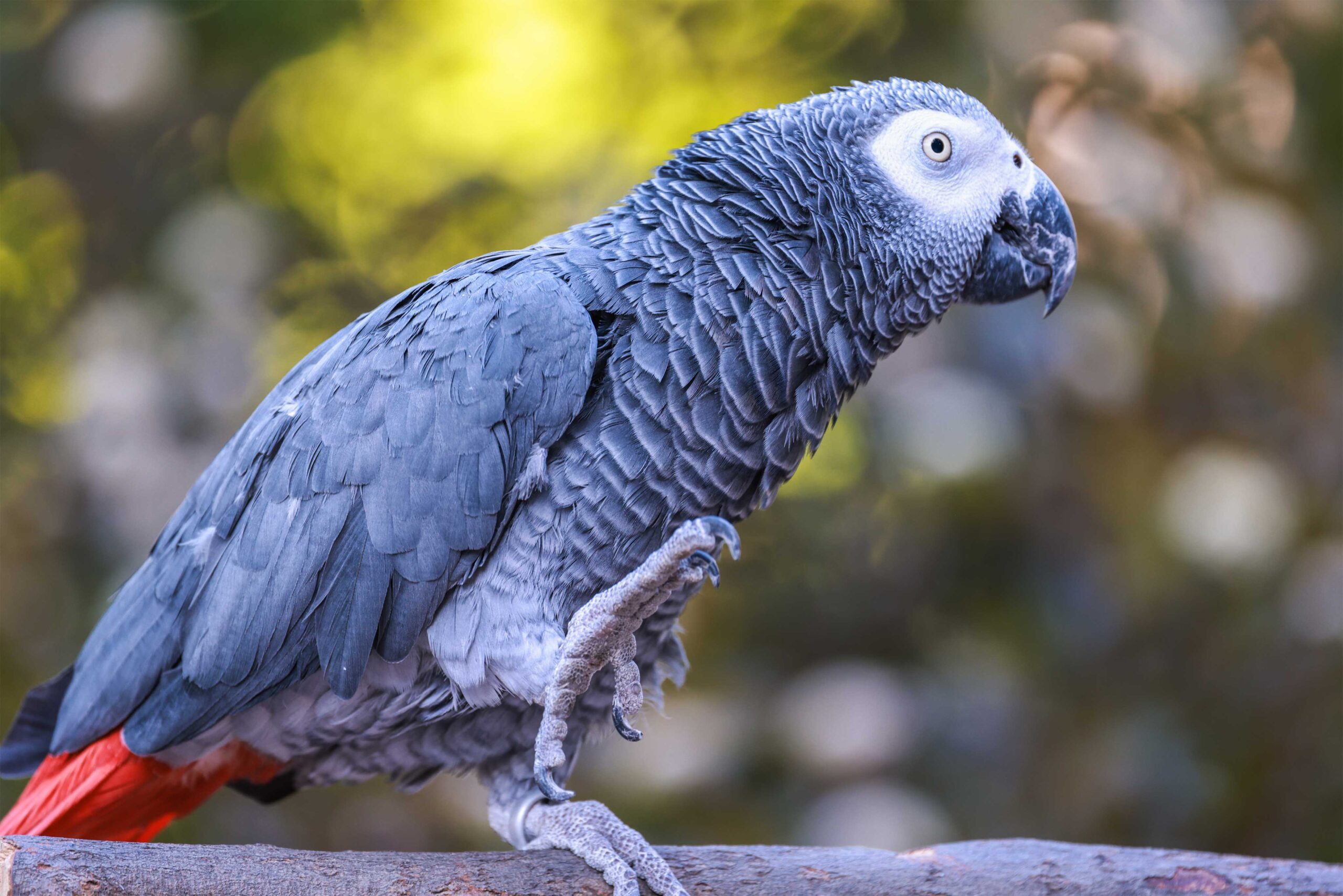 African Grey Parrots at Gorewada Zoo – New Attraction in Nagpur