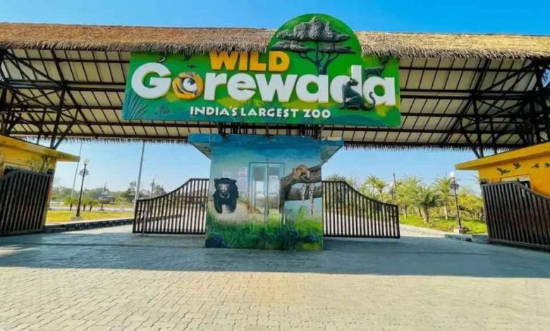 Two tigers in a lush enclosure at Gorewada International Zoo representing new arrivals.