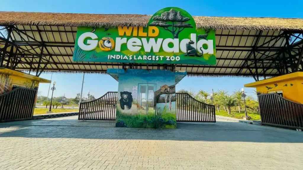 Two tigers in a lush enclosure at Gorewada International Zoo representing new arrivals.