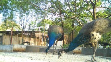 Lush greenery and wildlife inside Raj Bhavan Biodiversity Park, Nagpur – an urban oasis