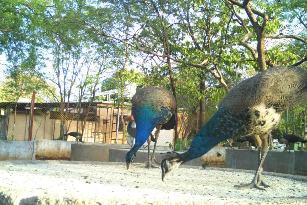 Lush greenery and wildlife inside Raj Bhavan Biodiversity Park, Nagpur – an urban oasis