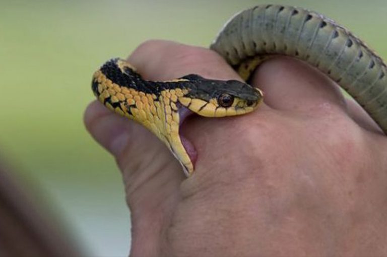 Verified Snake Rescuers in Nagpur City and Rural