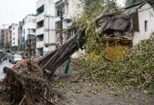 150-year-old peepal heritage tree collapses on Ganjakhet Road Hansapuri Nagpur after road widening excavation damages roots July 23 2026